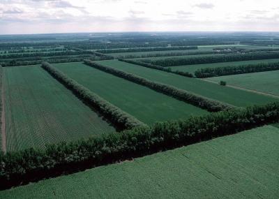 « FieldWindbreaks ». Sous licence Domaine public via Wikimedia Commons - https://commons.wikimedia.org/wiki/File:FieldWindbreaks.JPG#/media/File:FieldWindbreaks.JPG